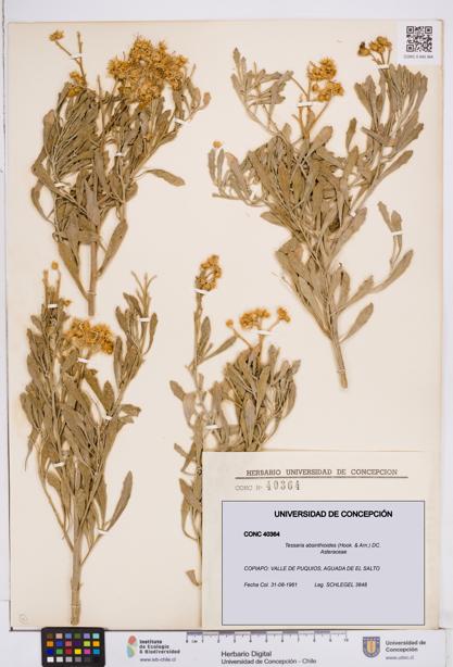 Tessaria absinthioides [Espécimen: ]