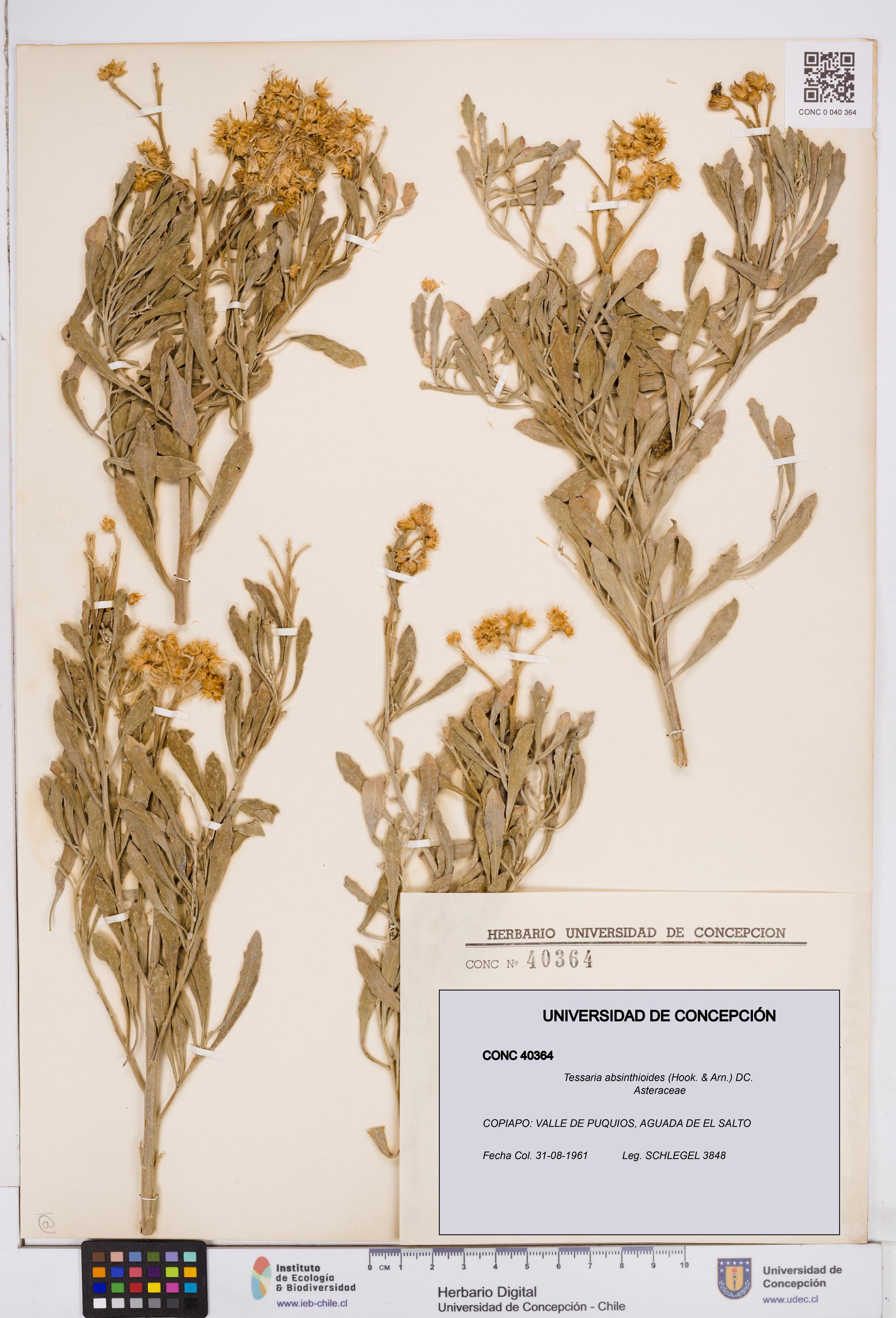 Tessaria absinthioides [Espécimen: ]