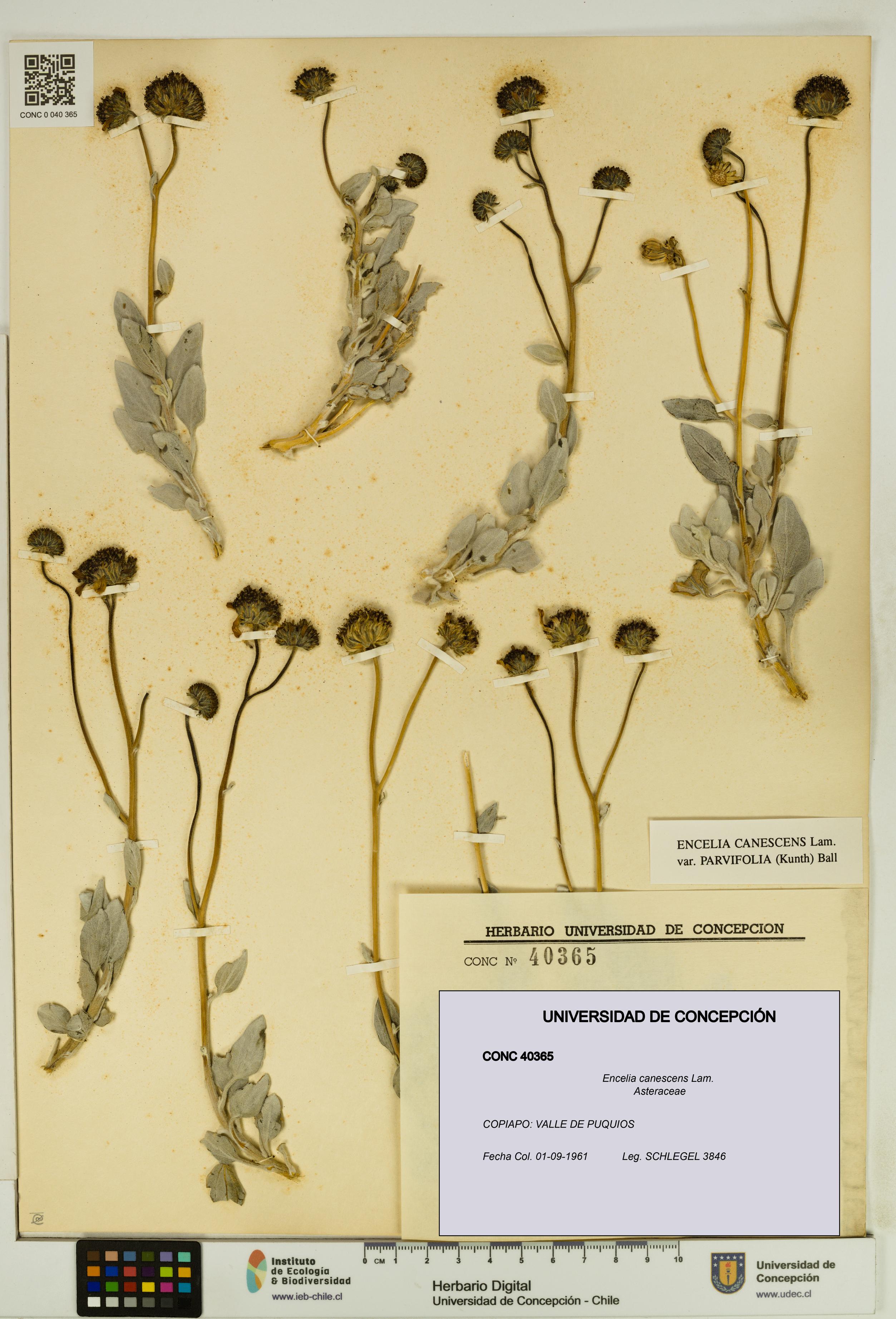 Encelia canescens [Espécimen: UDEC:CONC:0040365]