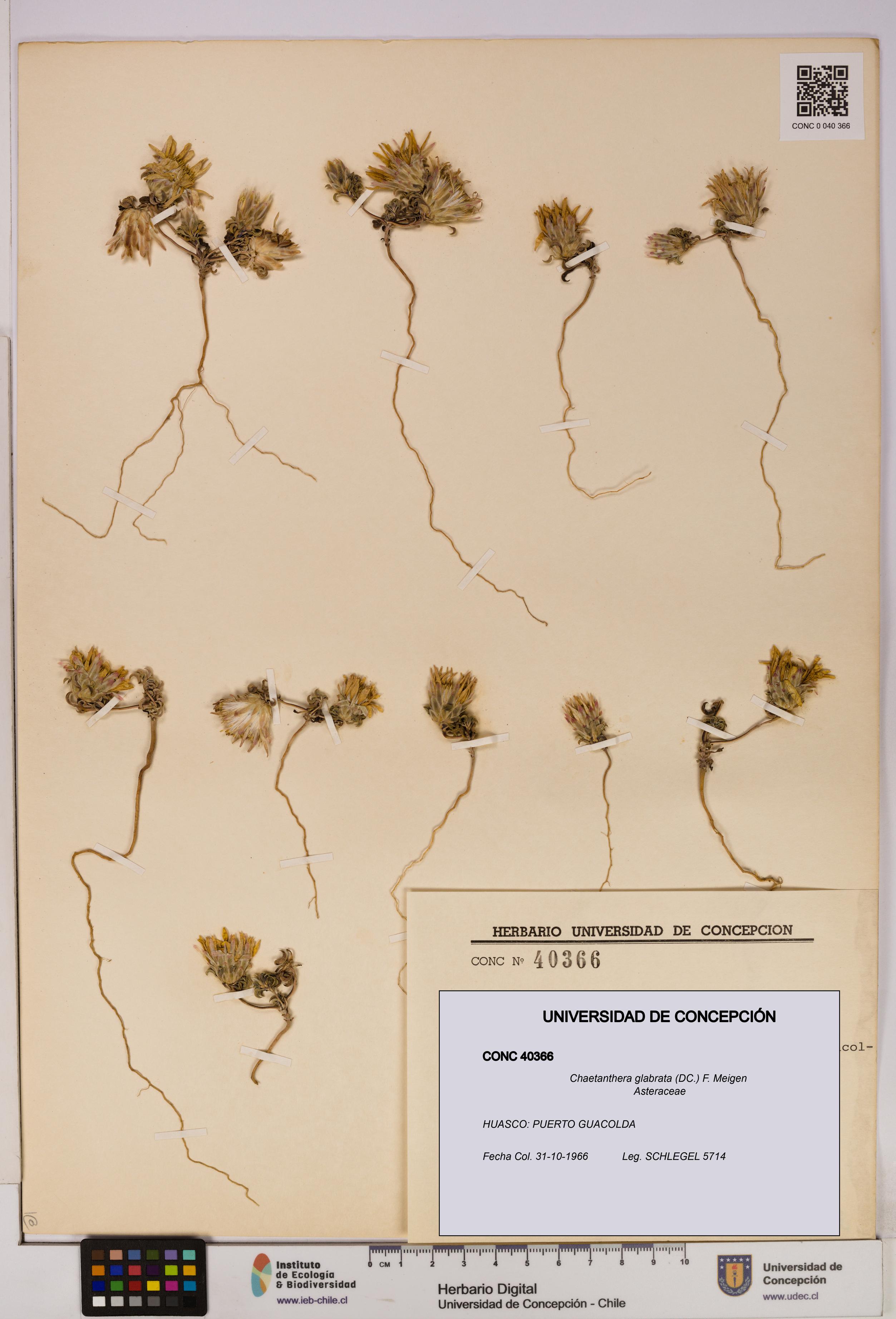 Chaetanthera glabrata [Espécimen: UDEC:CONC:0040366]