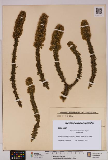 Ophryosporus triangularis [Espécimen: UDEC:CONC:0040367]