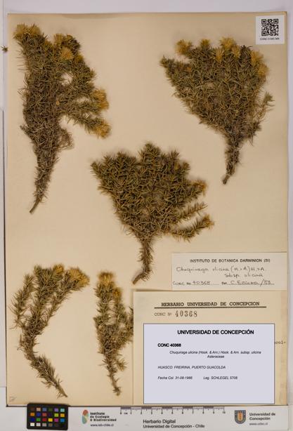 Chuquiraga ulicina subsp. ulicina [Espécimen: UDEC:CONC:0040368]
