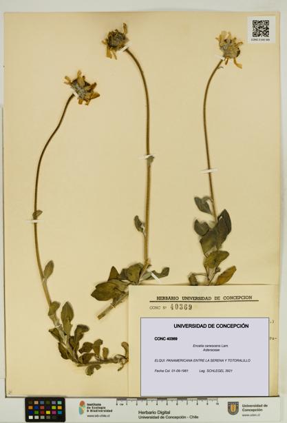Encelia canescens [Espécimen: UDEC:CONC:0040369]