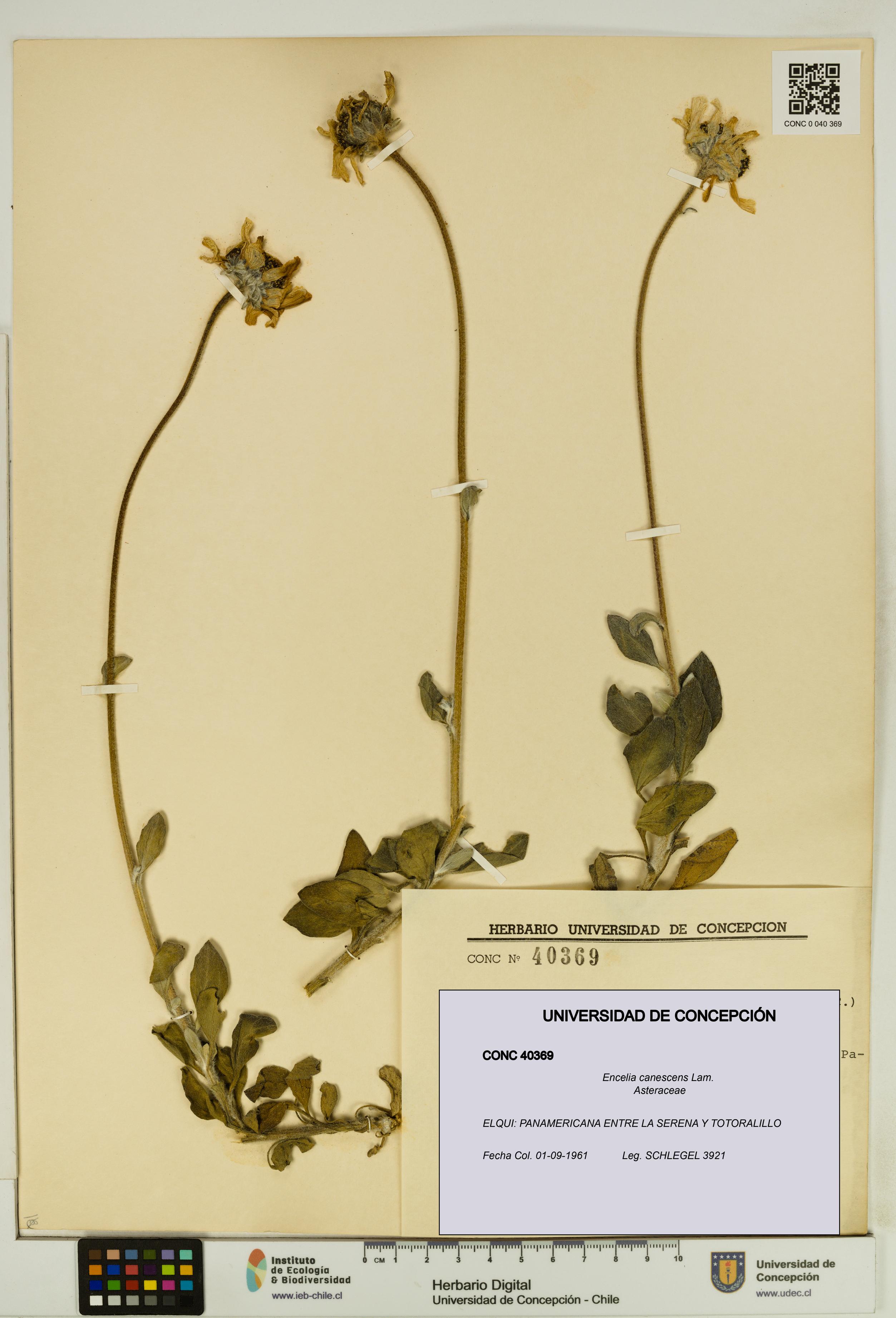 Encelia canescens [Espécimen: UDEC:CONC:0040369]