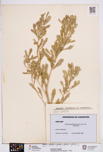Tessaria absinthioides [Espécimen: ]