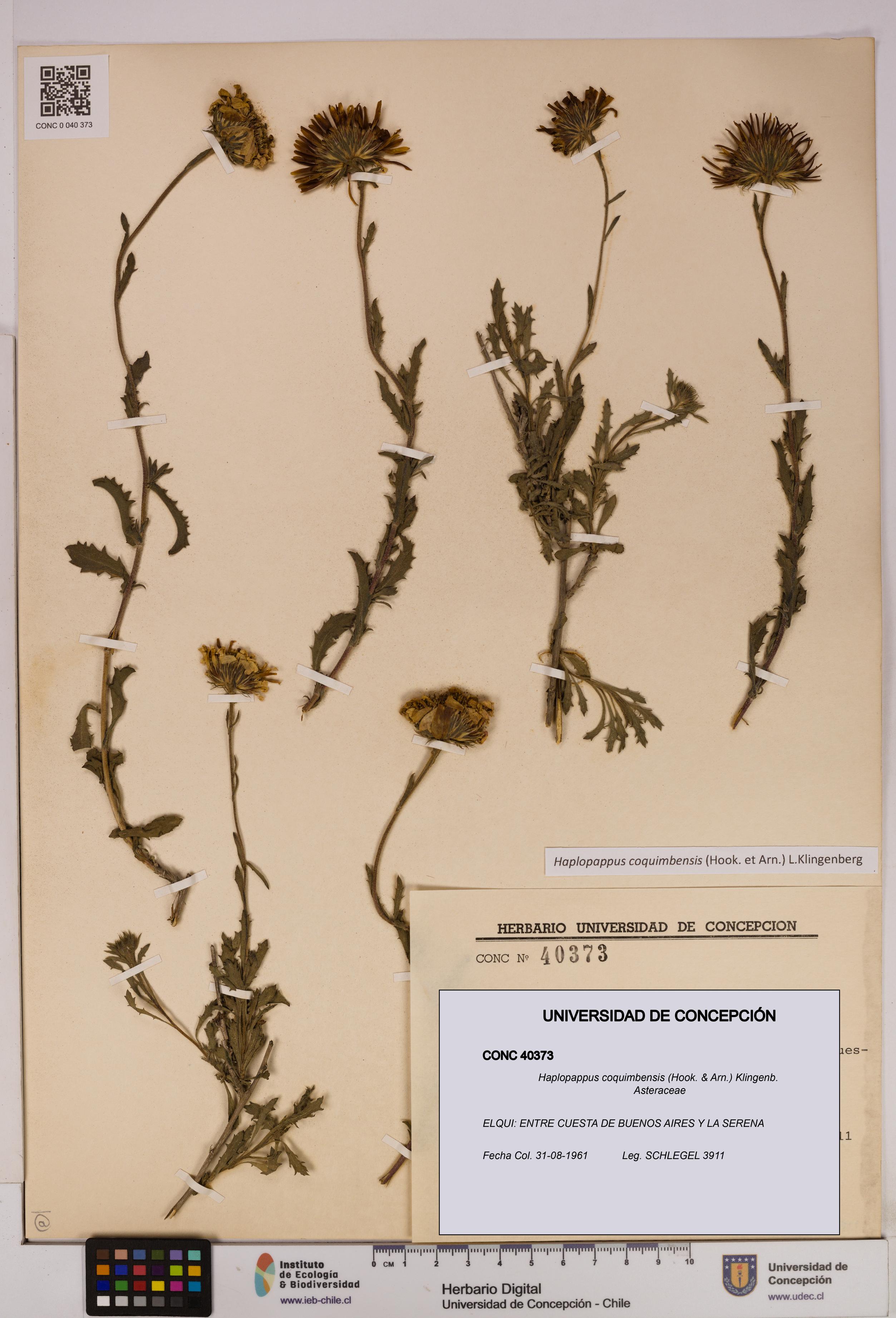 Haplopappus coquimbensis [Espécimen: UDEC:CONC:0040373]