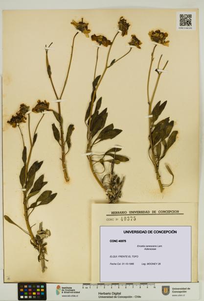 Encelia canescens [Espécimen: UDEC:CONC:0040375]