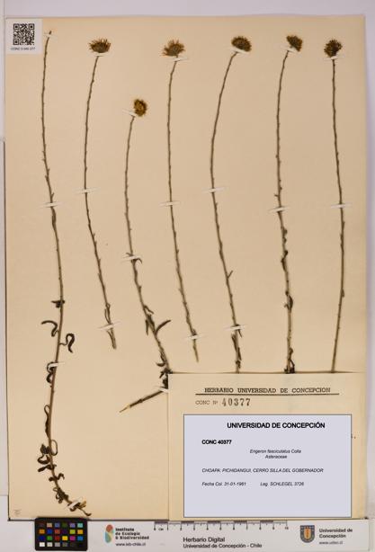 Erigeron fasciculatus [Espécimen: UDEC:CONC:0040377]