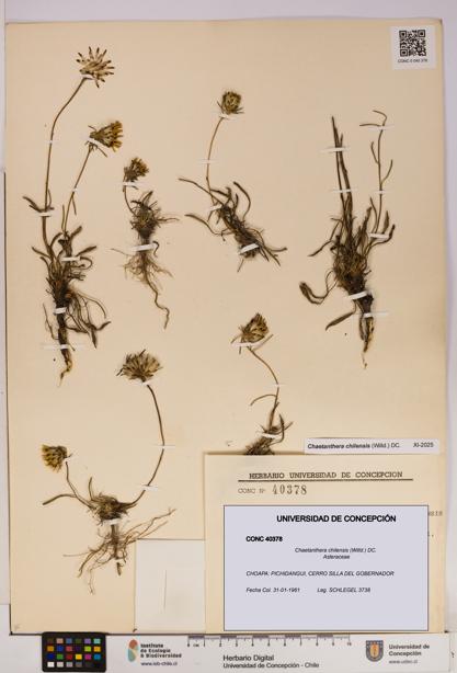 Chaetanthera chilensis [Espécimen: UDEC:CONC:0040378]