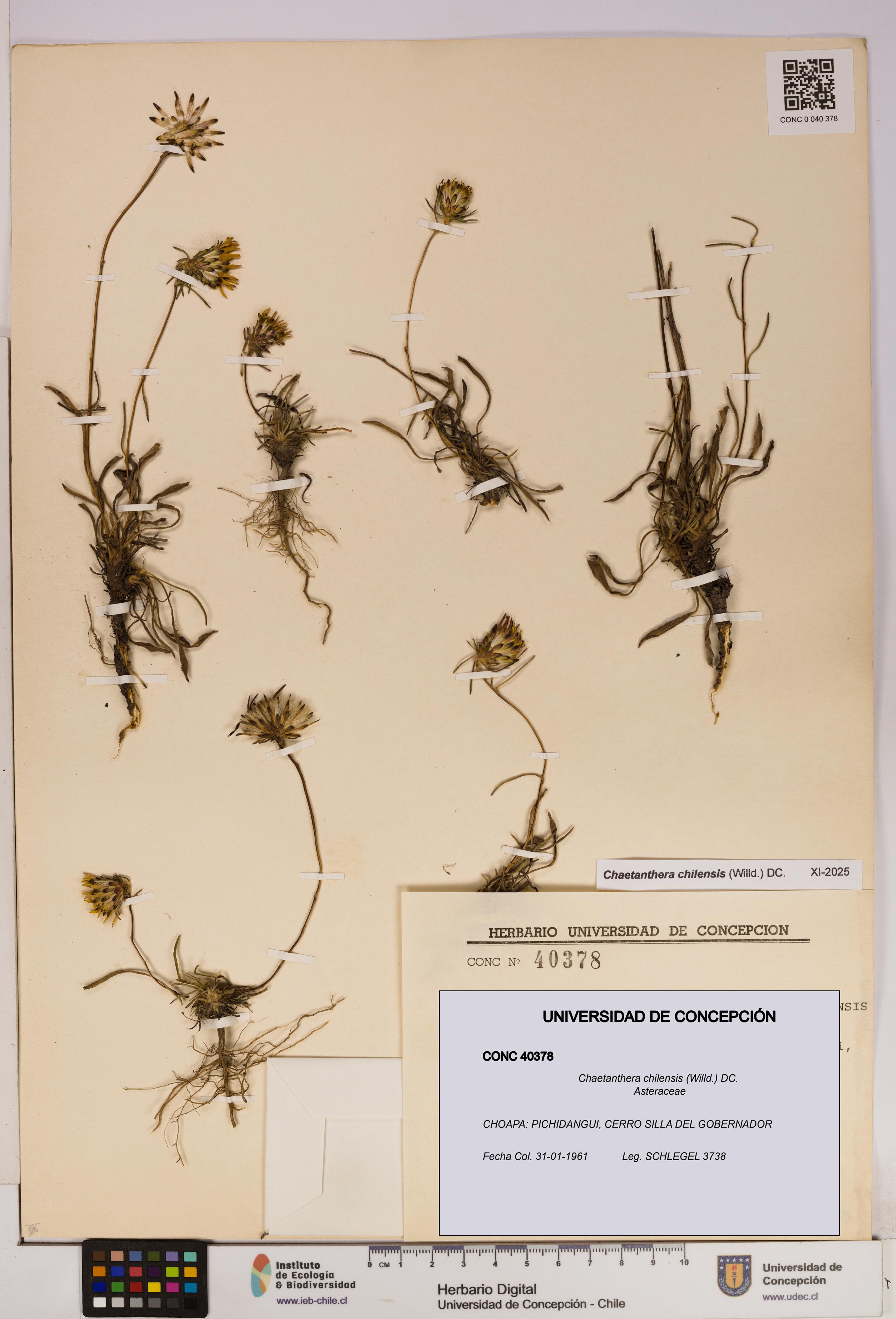 Chaetanthera chilensis [Espécimen: UDEC:CONC:0040378]