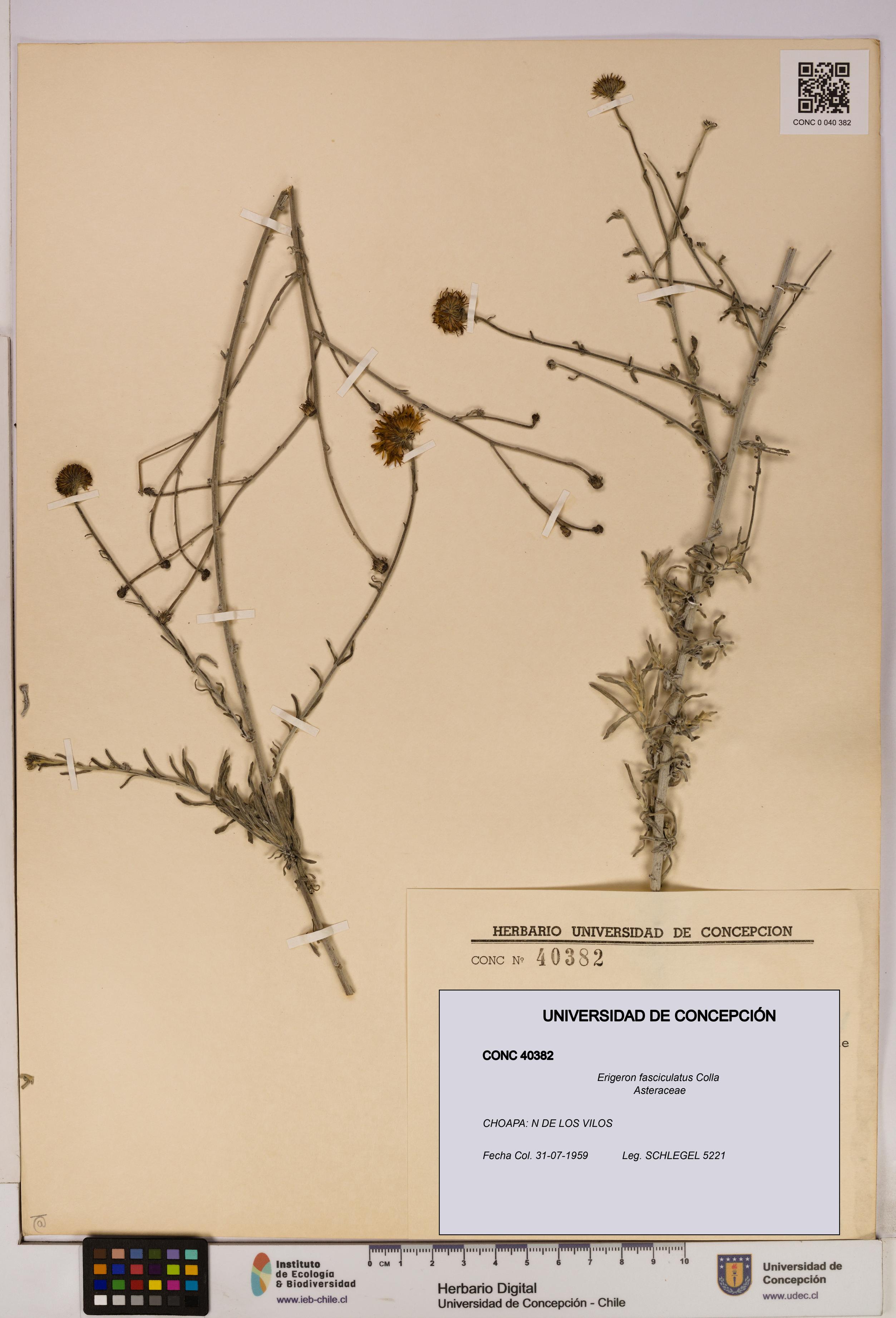Erigeron fasciculatus [Espécimen: UDEC:CONC:0040382]