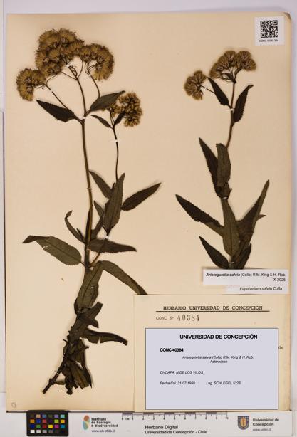 Aristeguietia salvia [Espécimen: UDEC:CONC:0040384]