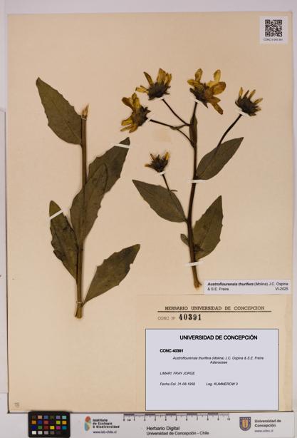 Austroflourensia thurifera [Espécimen: UDEC:CONC:0040391]