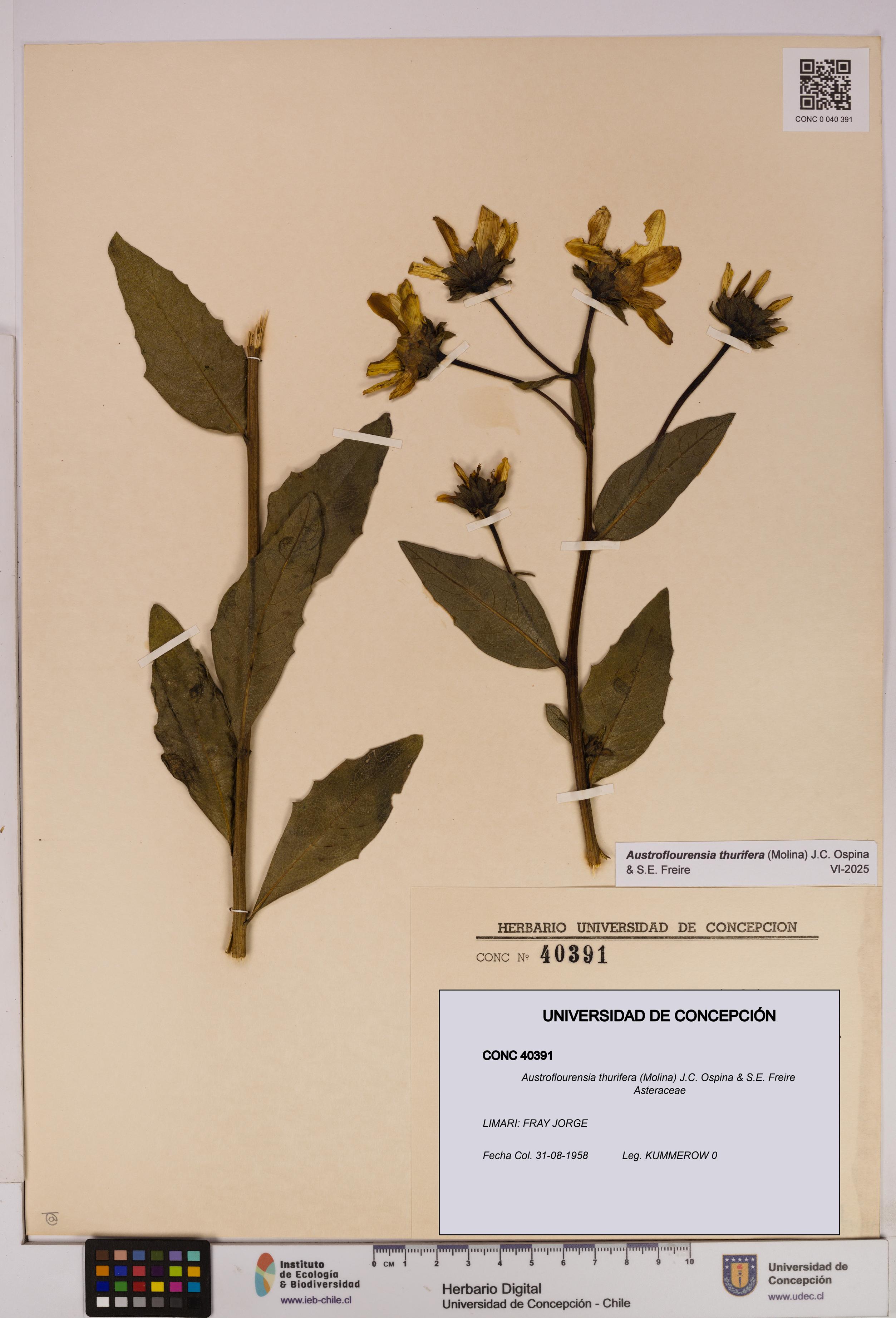 Austroflourensia thurifera [Espécimen: UDEC:CONC:0040391]