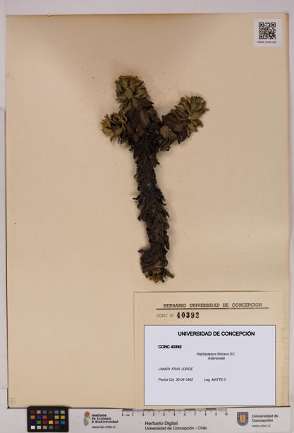 Haplopappus foliosus [Espécimen: UDEC:CONC:0040392]