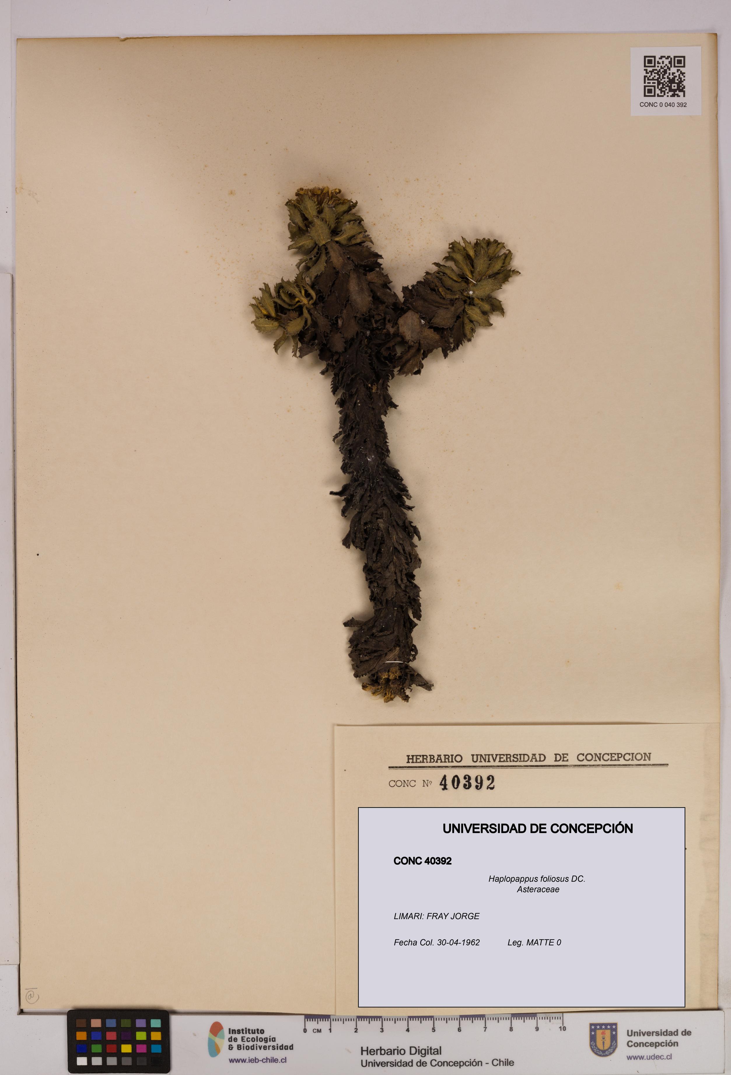 Haplopappus foliosus [Espécimen: UDEC:CONC:0040392]