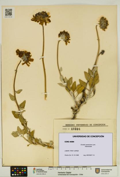 Encelia canescens [Espécimen: UDEC:CONC:0040394]
