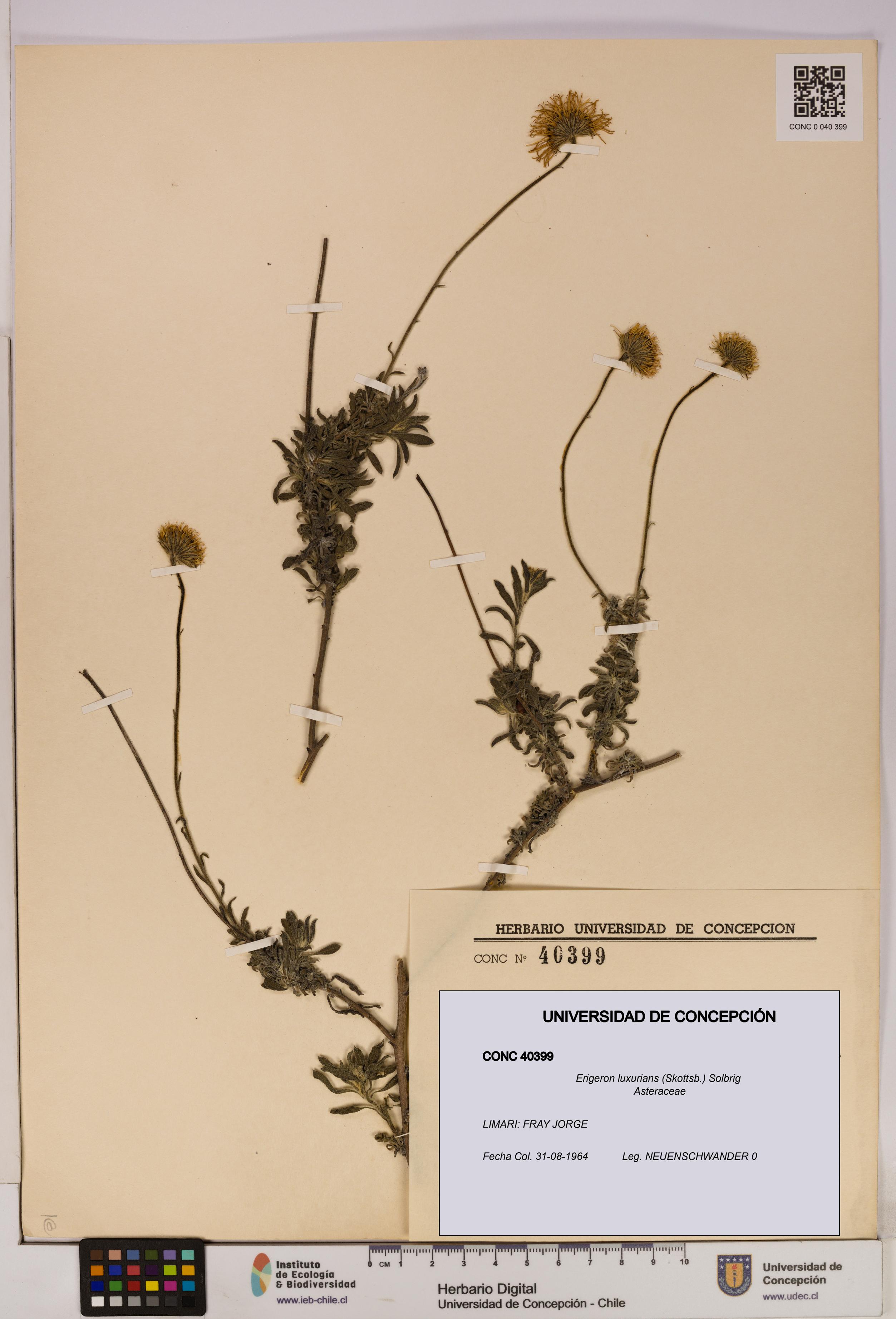 Erigeron luxurians [Espécimen: UDEC:CONC:0040399]