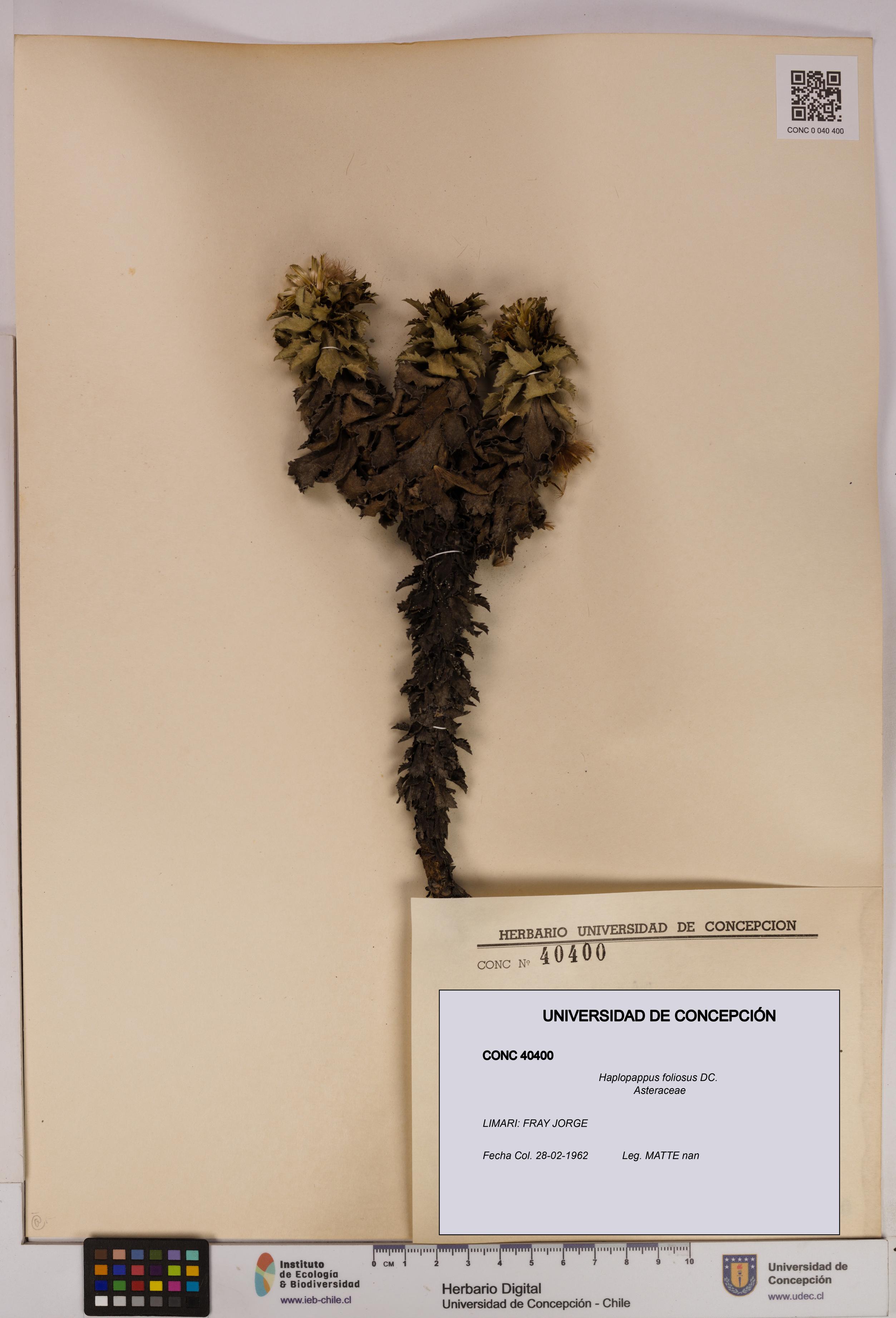Haplopappus foliosus [Espécimen: UDEC:CONC:0040400]