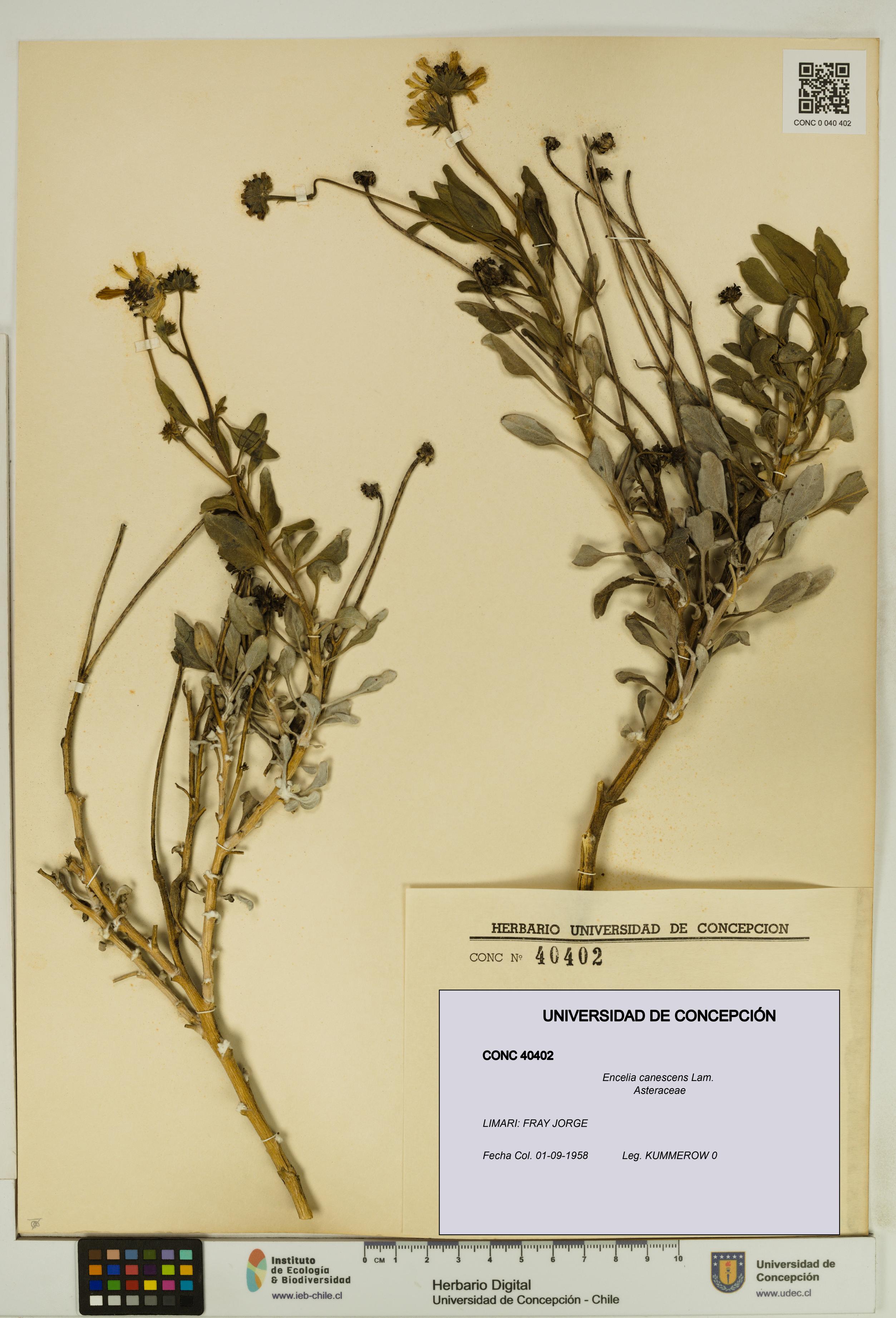 Encelia canescens [Espécimen: UDEC:CONC:0040402]