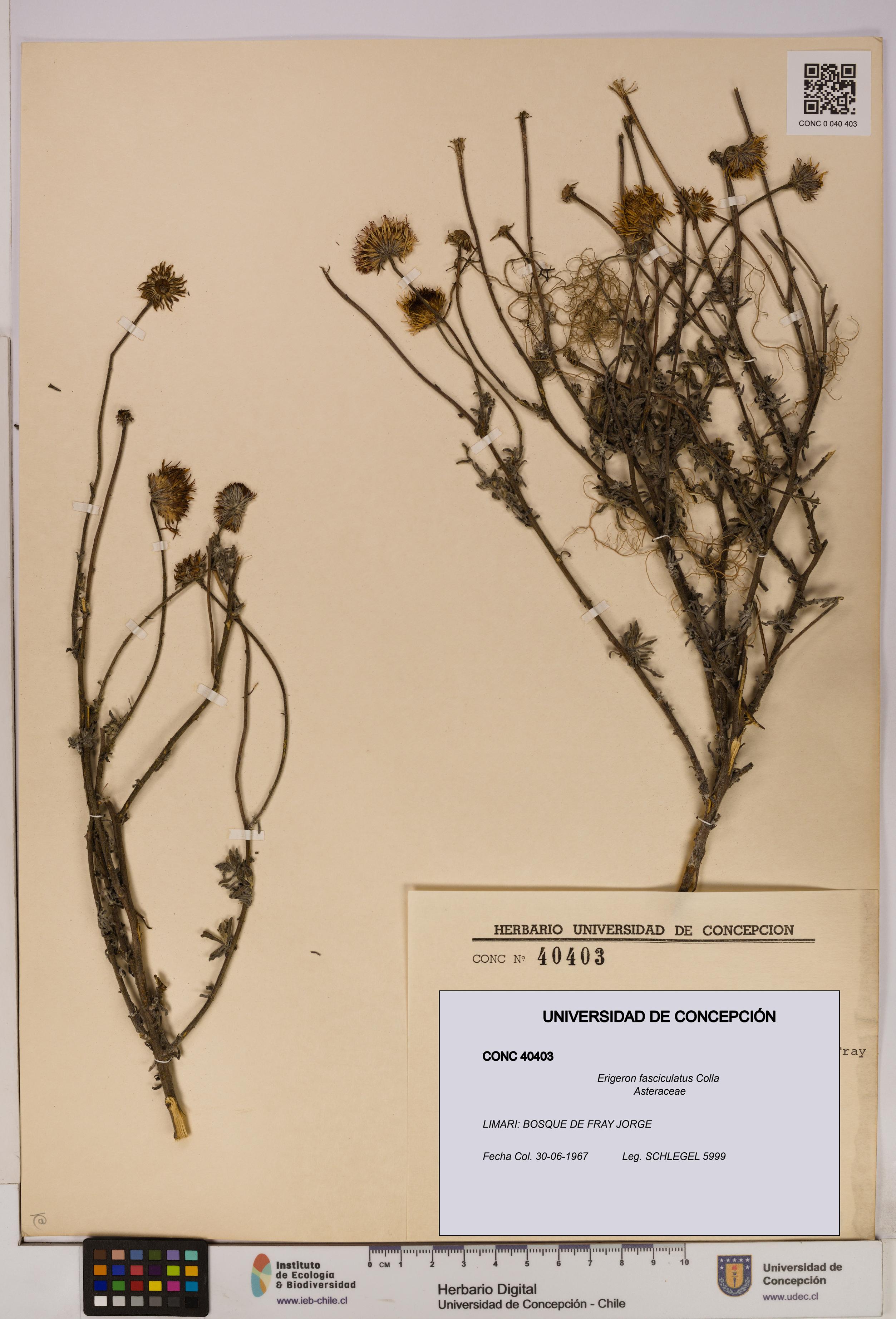Erigeron fasciculatus [Espécimen: UDEC:CONC:0040403]
