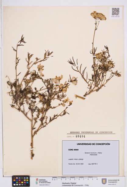 Senecio murorum [Espécimen: ]