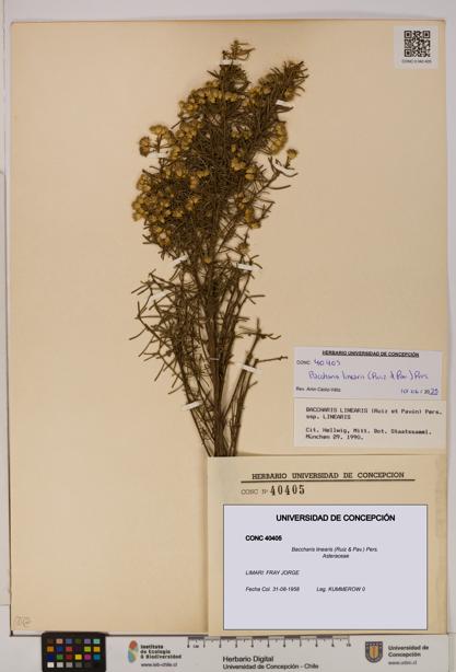 Baccharis linearis [Espécimen: UDEC:CONC:0040405]