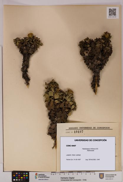 Haplopappus foliosus [Espécimen: UDEC:CONC:0040407]
