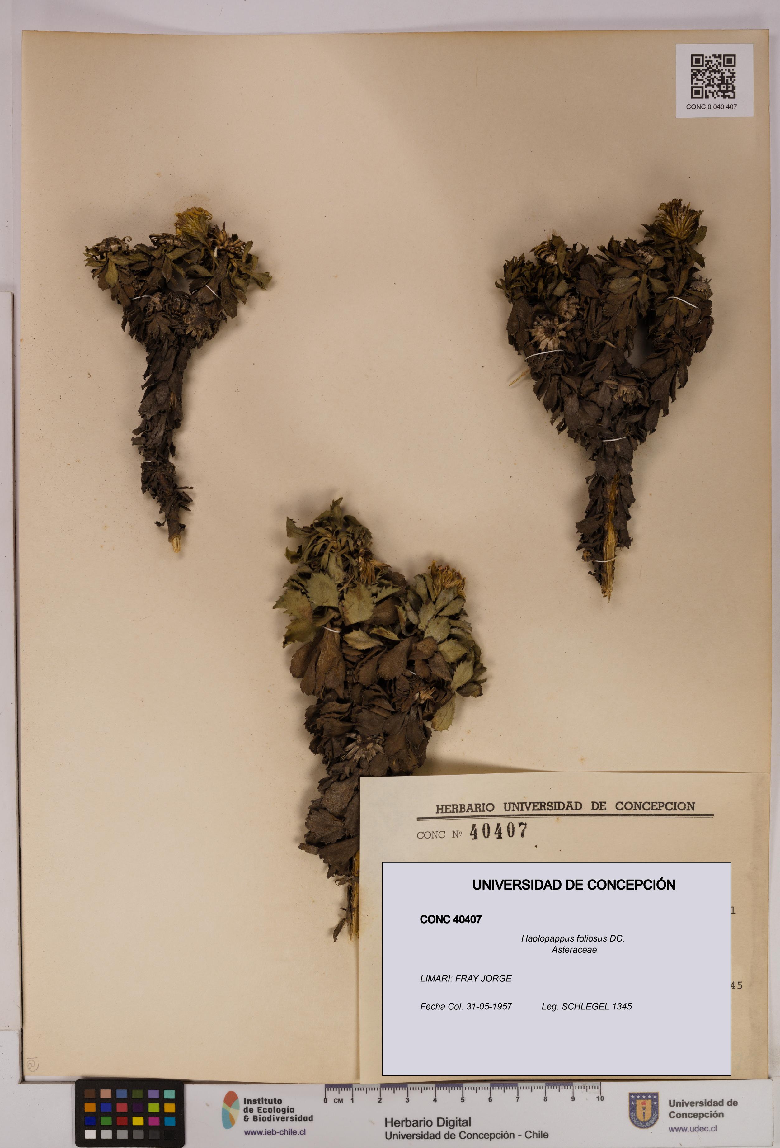 Haplopappus foliosus [Espécimen: UDEC:CONC:0040407]