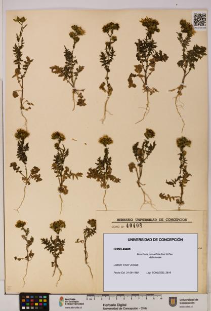 Moscharia pinnatifida [Espécimen: UDEC:CONC:0040408]