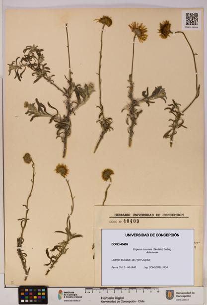 Erigeron luxurians [Espécimen: UDEC:CONC:0040409]