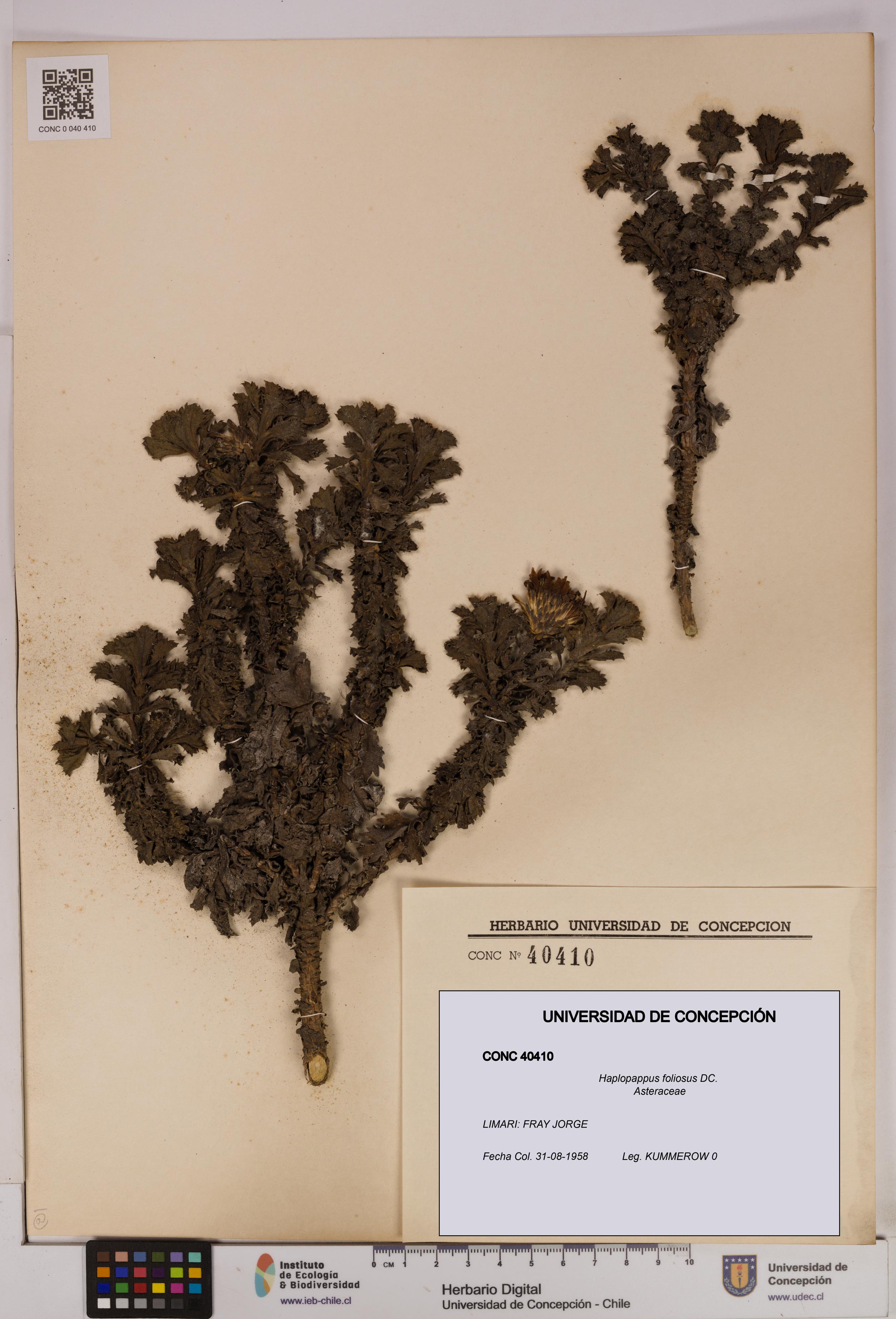 Haplopappus foliosus [Espécimen: UDEC:CONC:0040410]