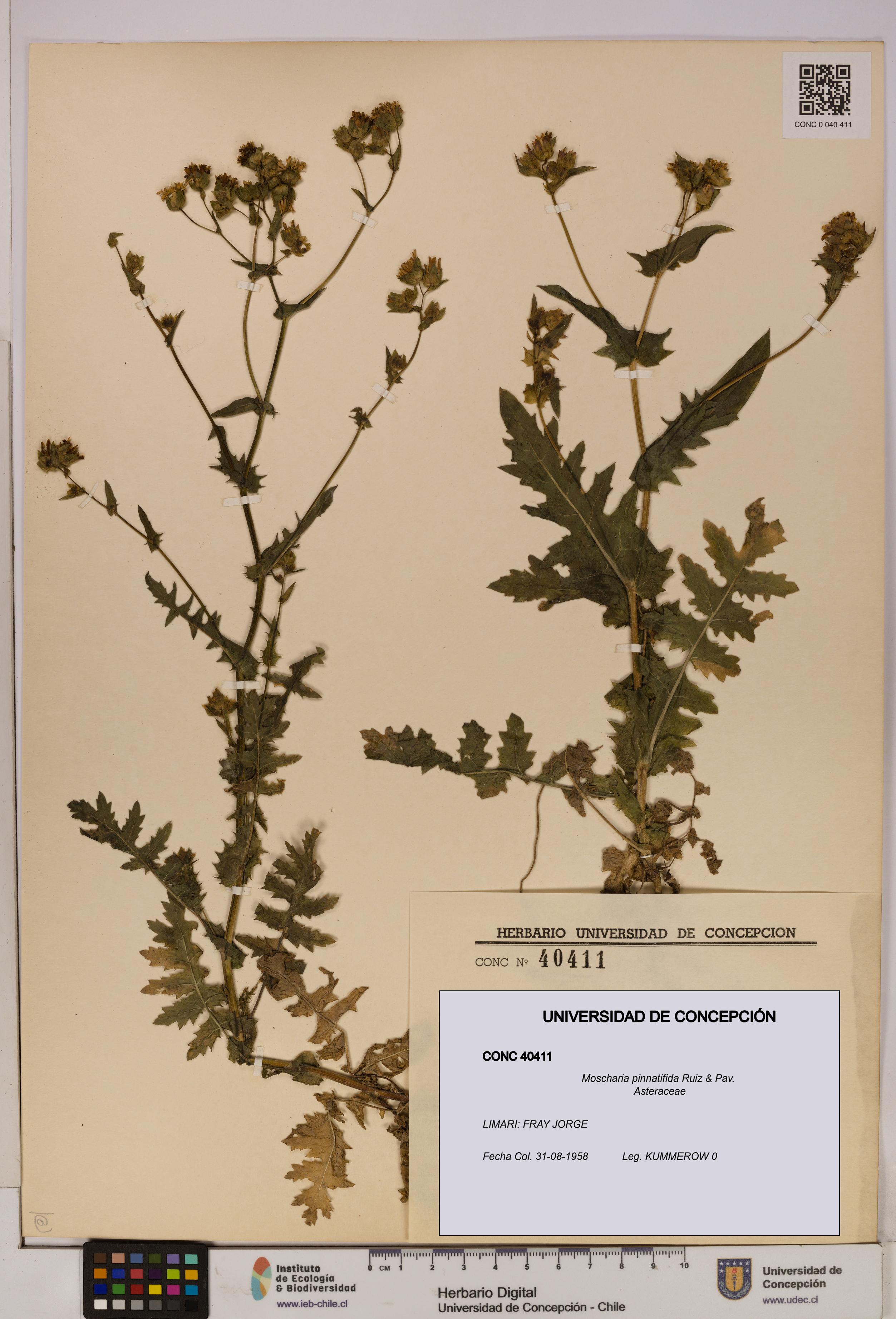 Moscharia pinnatifida [Espécimen: UDEC:CONC:0040411]