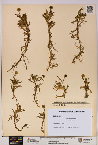 Cotula coronopifolia [Espécimen: UDEC:CONC:0040414]