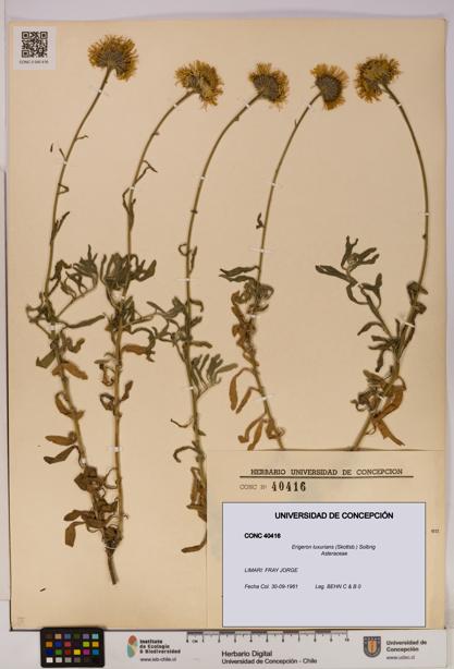 Erigeron luxurians [Espécimen: UDEC:CONC:0040416]