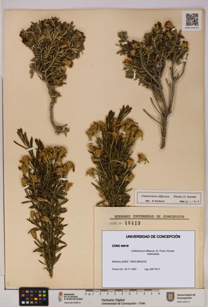Chiliotrichum diffusum [Espécimen: UDEC:CONC:0040419]