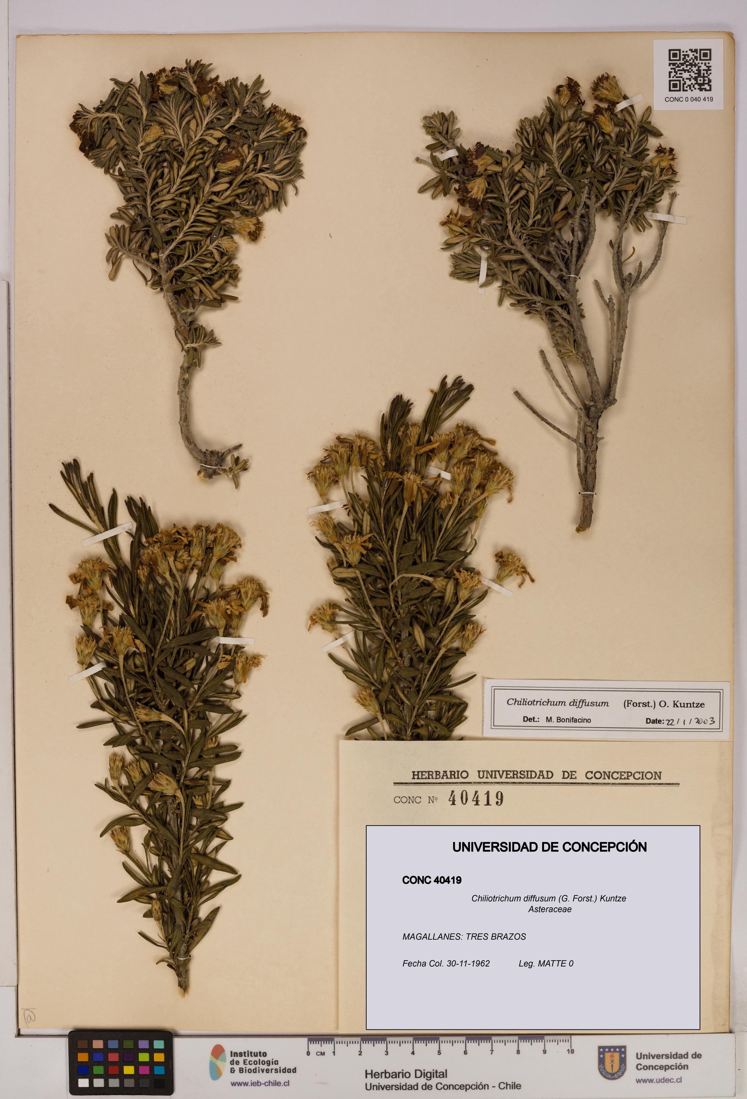 Chiliotrichum diffusum [Espécimen: UDEC:CONC:0040419]