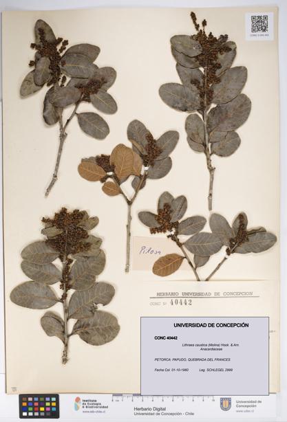 Lithraea caustica [Espécimen: UDEC:CONC:0040442]