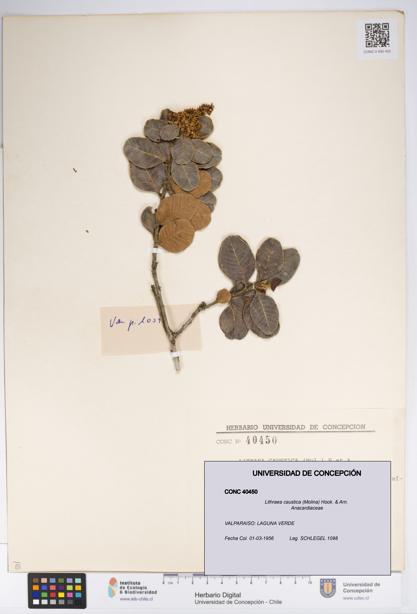 Lithraea caustica [Espécimen: UDEC:CONC:0040450]