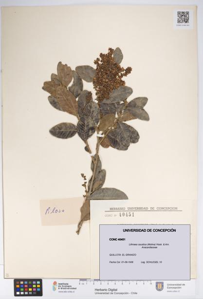 Lithraea caustica [Espécimen: UDEC:CONC:0040451]