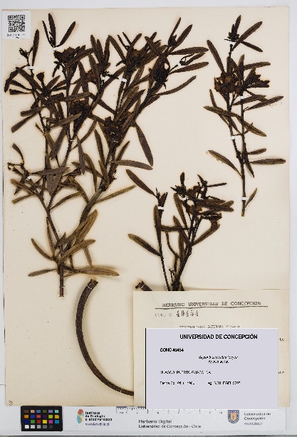 Skytanthus acutus [Espécimen: UDEC:CONC:0040454]