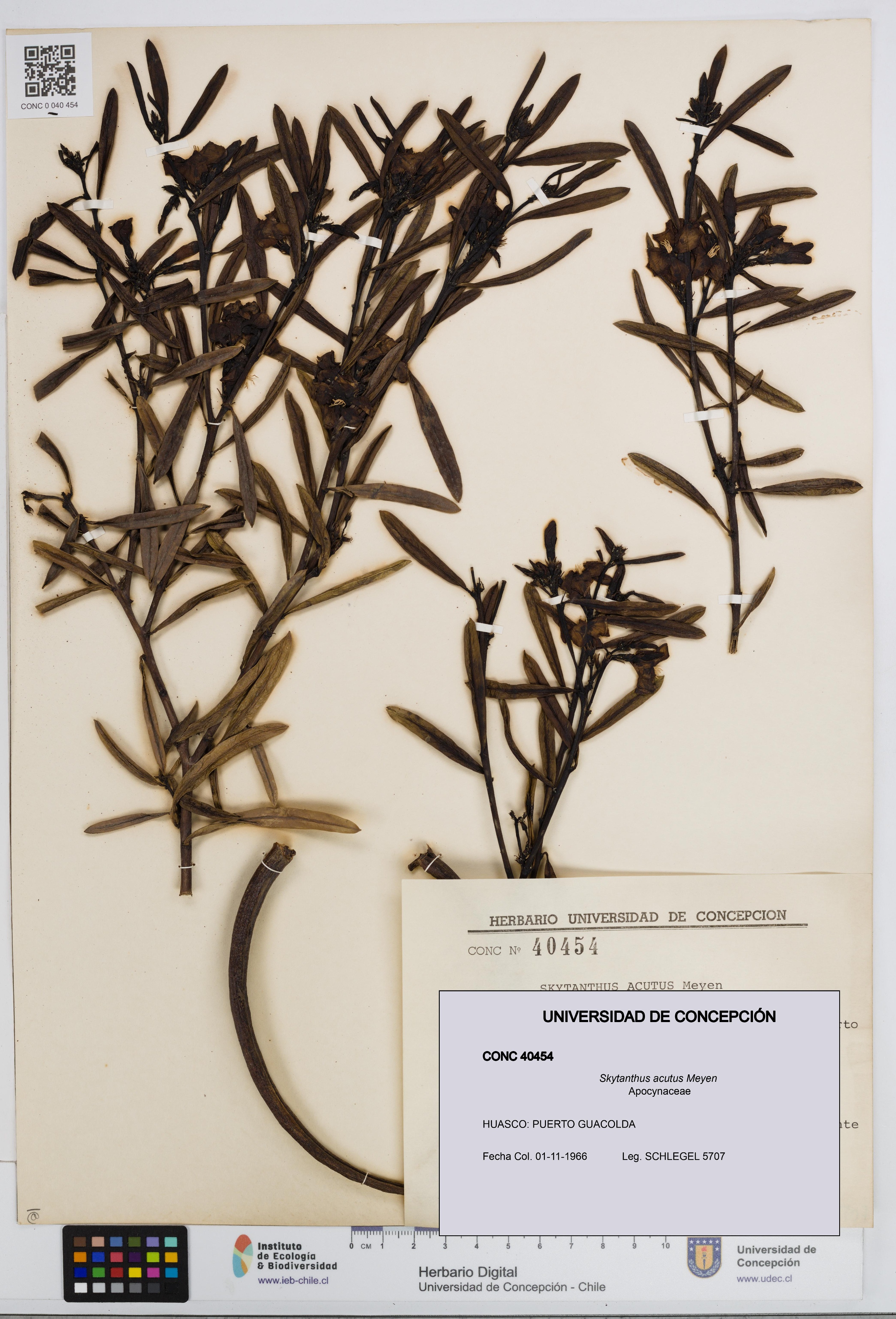 Skytanthus acutus [Espécimen: UDEC:CONC:0040454]