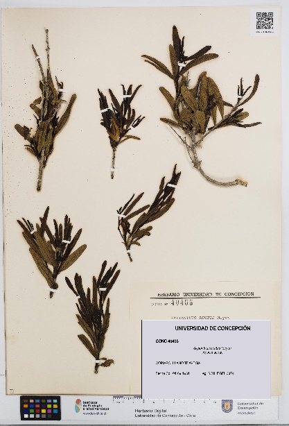 Skytanthus acutus [Espécimen: UDEC:CONC:0040455]