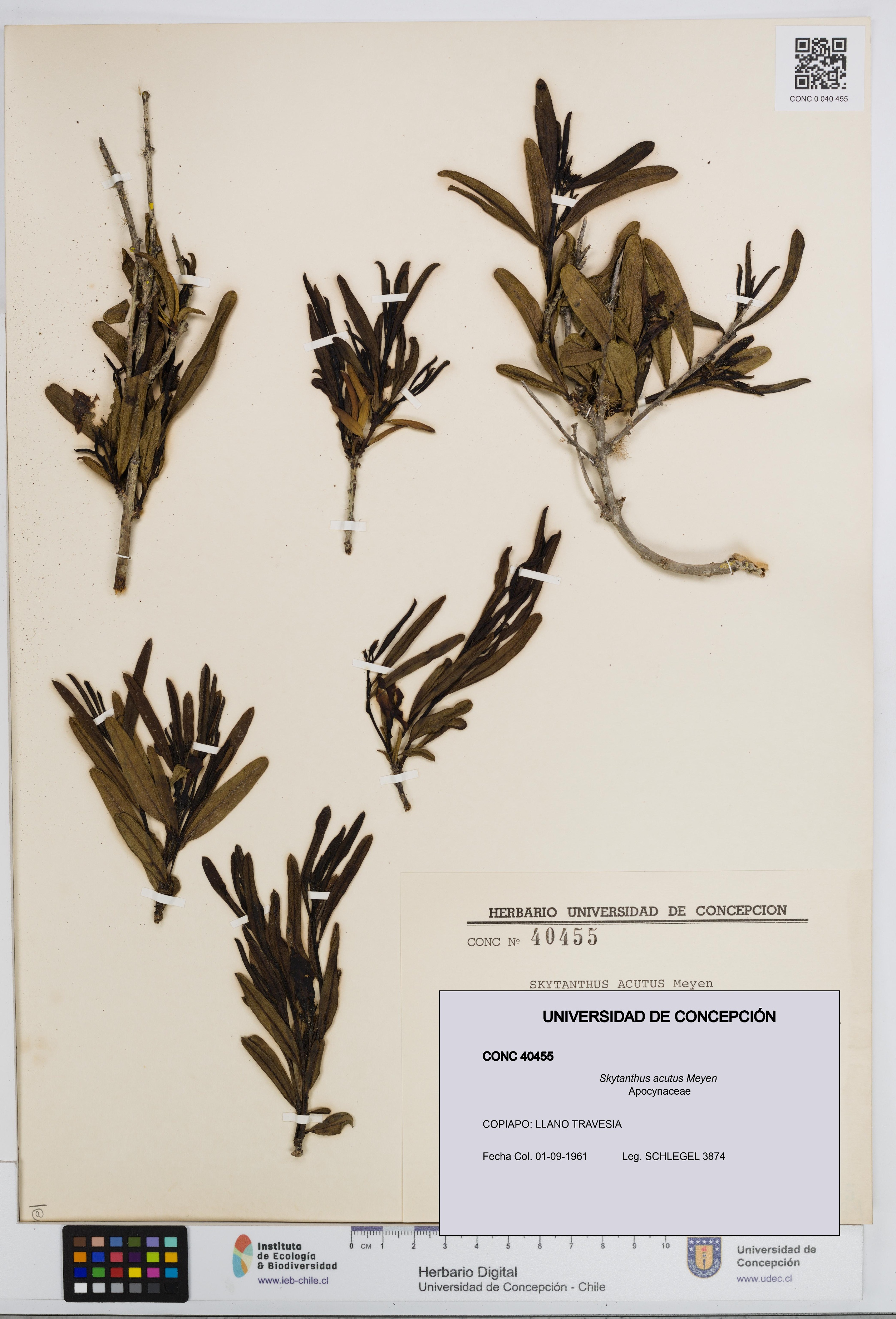 Skytanthus acutus [Espécimen: UDEC:CONC:0040455]