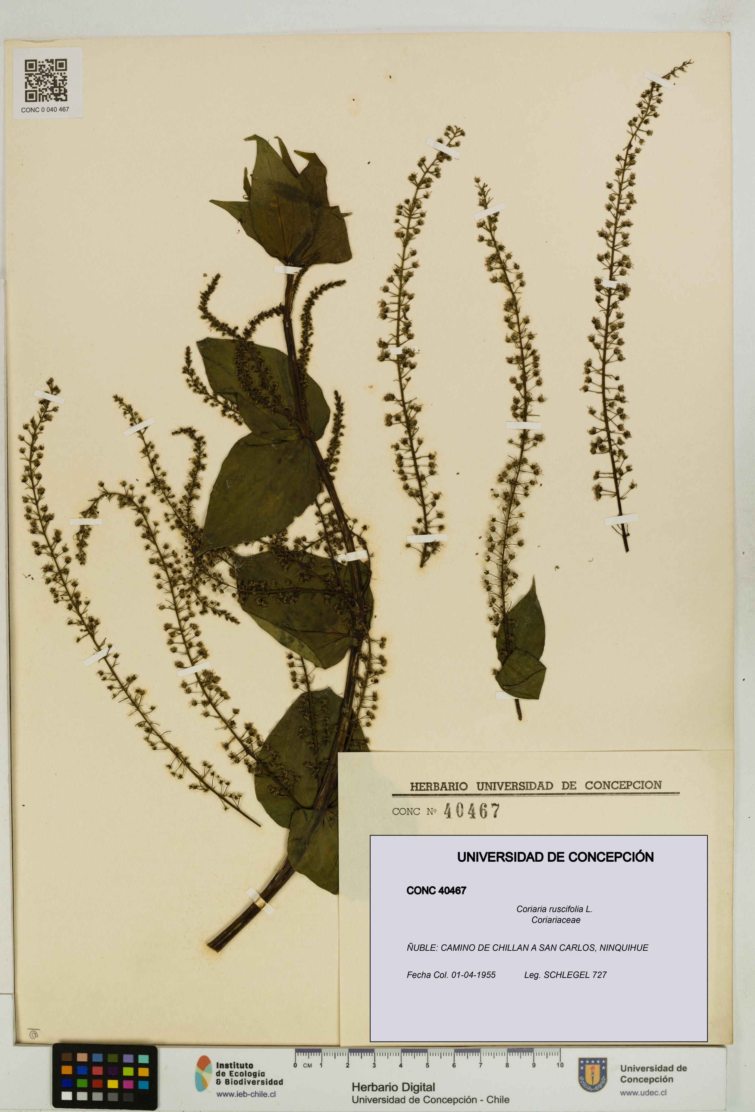 Coriaria ruscifolia [Espécimen: ]