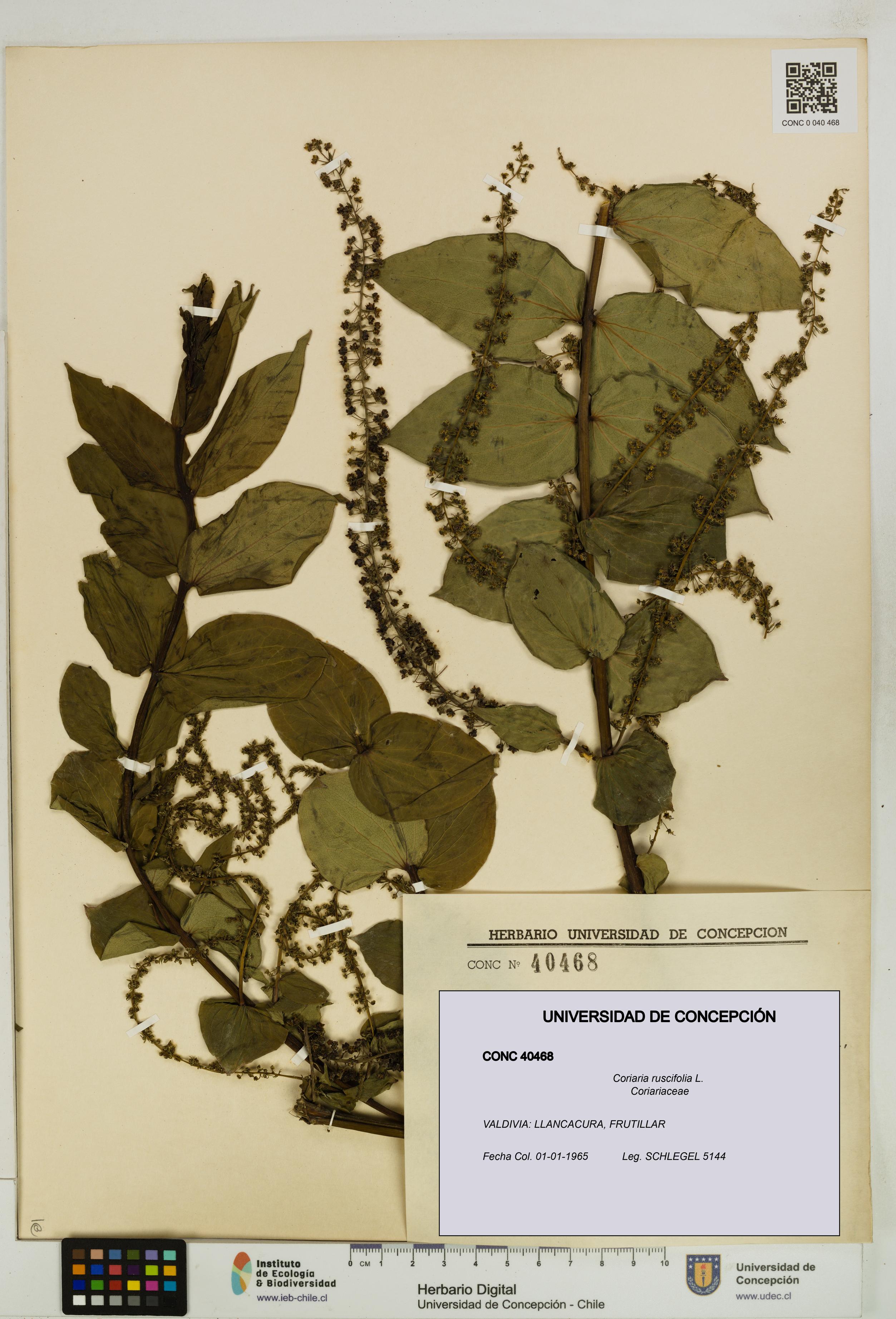 Coriaria ruscifolia [Espécimen: ]
