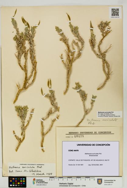 Mathewsia auriculata [Espécimen: UDEC:CONC:0040478]