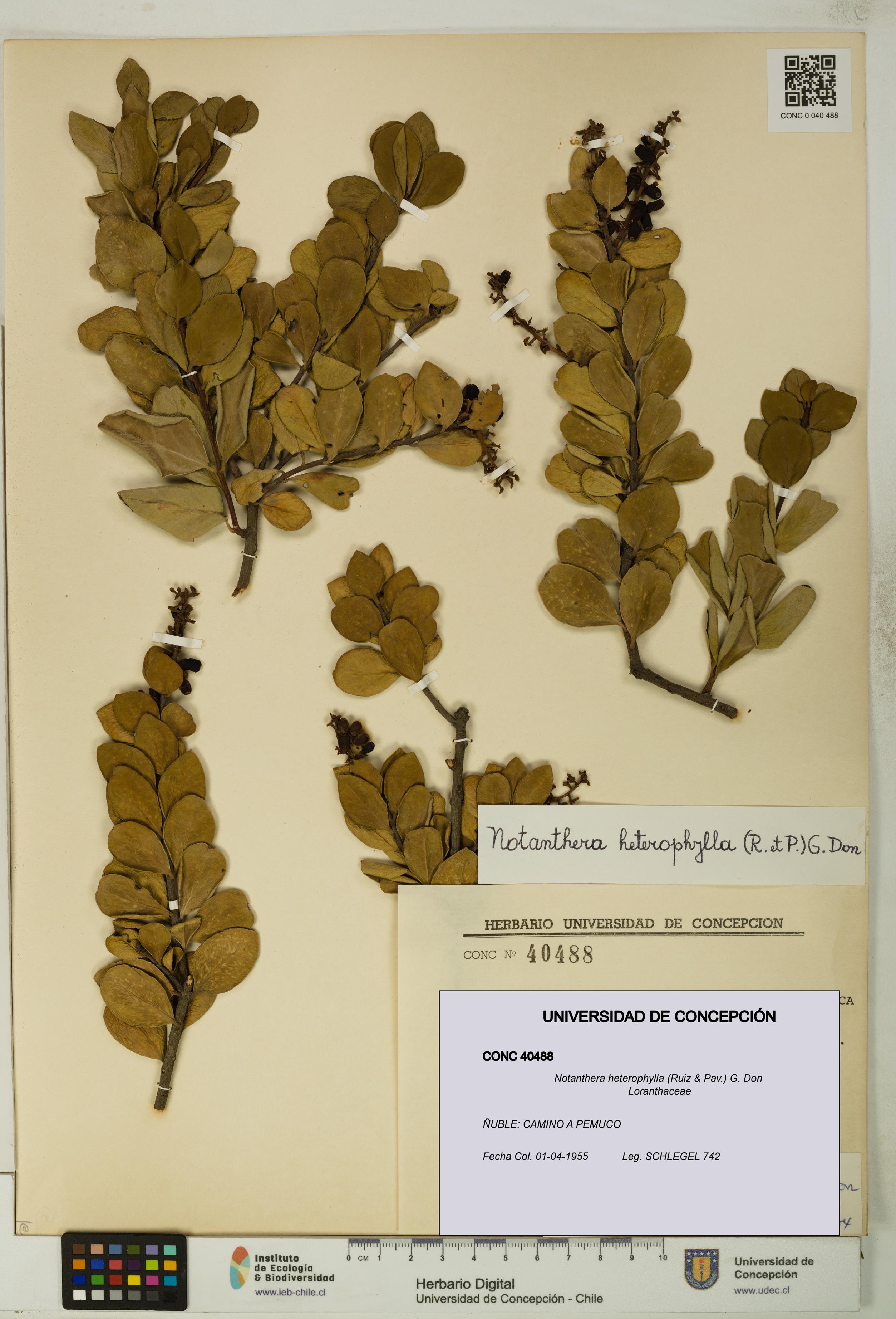 Notanthera heterophylla [Espécimen: UDEC:CONC:0040488]