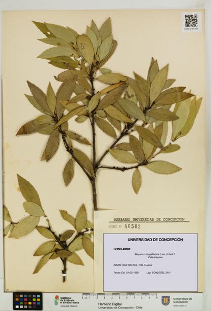 Maytenus magellanica [Espécimen: UDEC:CONC:0040502]