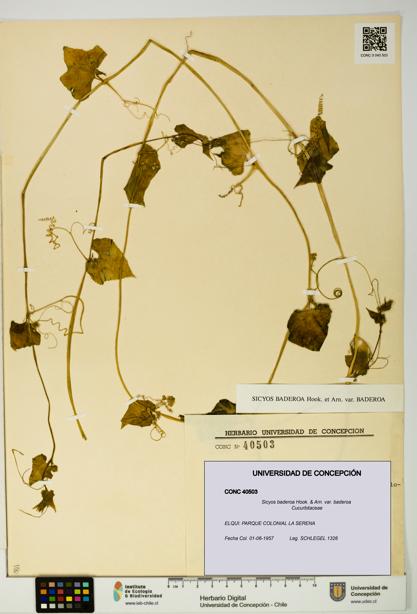 Sicyos baderoa var. baderoa [Espécimen: UDEC:CONC:0040503]